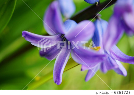 ヒヤシンス 紫 花言葉 初恋のひたむきさ Hyacinthus Orientalisの写真素材