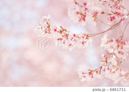 さくらの咲く頃　ソメイヨシノ　桜　日本　花　桃色　風景　春　植物 6861731