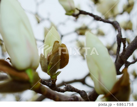 木蓮　白　花言葉：自然への愛 Magnolia quinquepeta 6861758