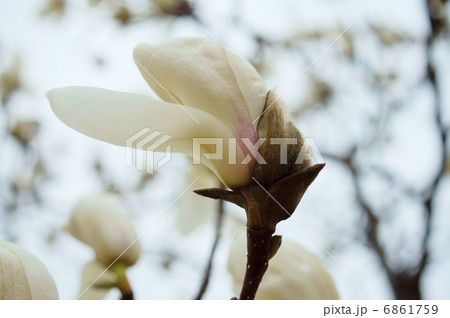 木蓮 白 花言葉 自然への愛 Magnolia Quinquepetaの写真素材