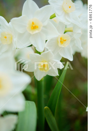 水仙 白 花言葉 自己愛 Narcissusの写真素材