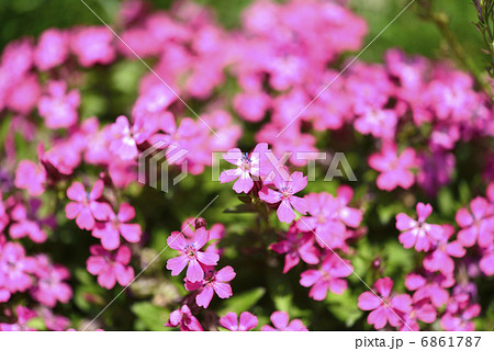 サクラソウ サクラソウ 6861787