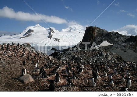 ヒゲペンギンの巣2 ヒゲペンギンの巣2 6861867