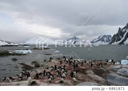 ヒゲペンギンの巣１ 6861871