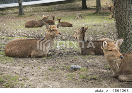 休む鹿 6862068