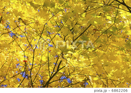 黄葉するカエデの木の写真素材