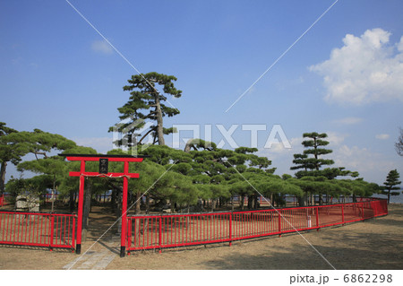 唐崎の老松 6862298