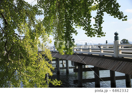 イチョウと瀬田の唐橋 6862332