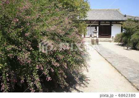 新薬師寺の萩 6862380