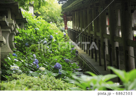 あじさいの長谷寺 6862503