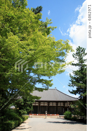カエデと唐招提寺金堂 6862971