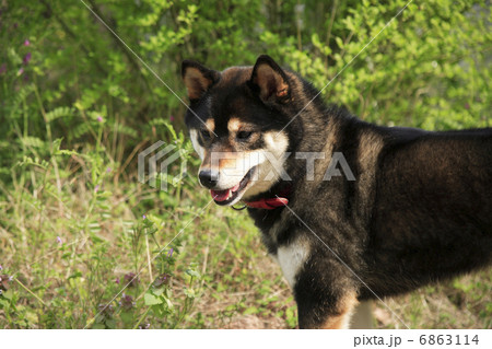 柴犬 6863114