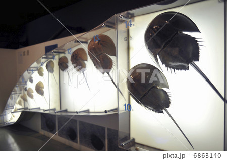 甲蟹博物館の展示 6863140