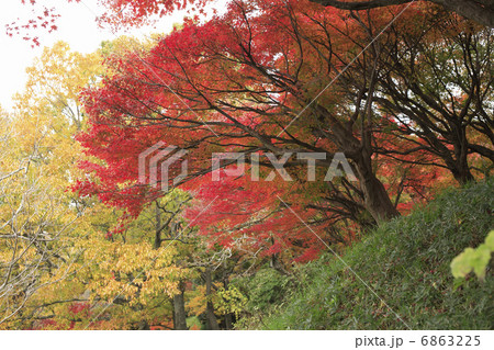 紅葉 紅葉 6863225