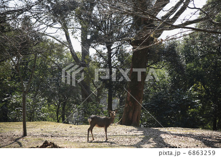 奈良公園 浅茅ヶ原 奈良公園 浅茅ヶ原 6863259