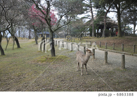 奈良公園　片岡梅林 6863388