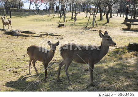 奈良公園の鹿 6863458