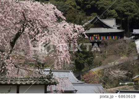 長谷寺しだれ桜 6863619