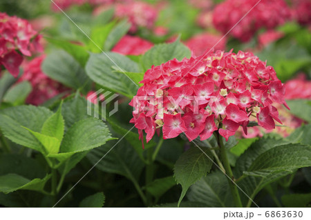 あじさい 6863630