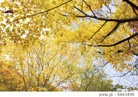 黄葉する木の写真素材
