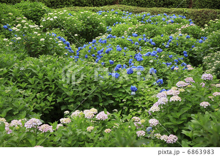 あじさい 6863983