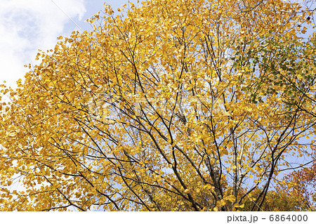 黄葉する木の写真素材