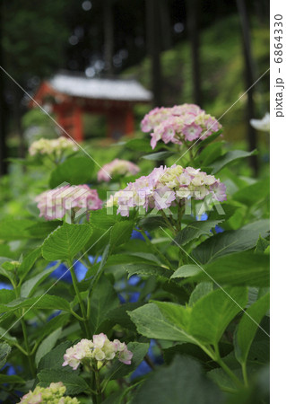 三室戸寺のあじさい 6864330
