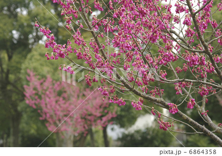 ヒカンザクラ 6864358