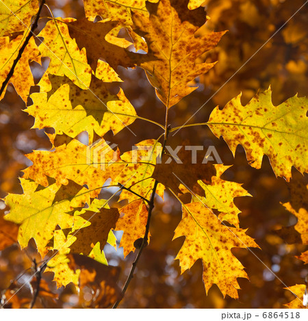 autumn foliage 6864518