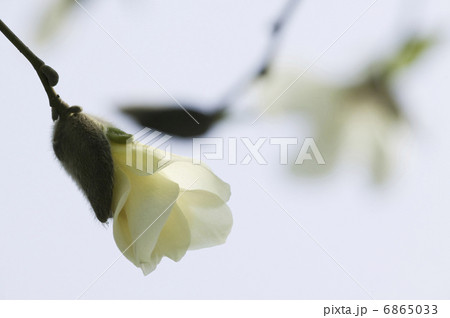 こぶしの花 こぶしの花 6865033