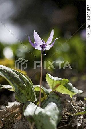 カタクリの花 カタクリの花 6865678