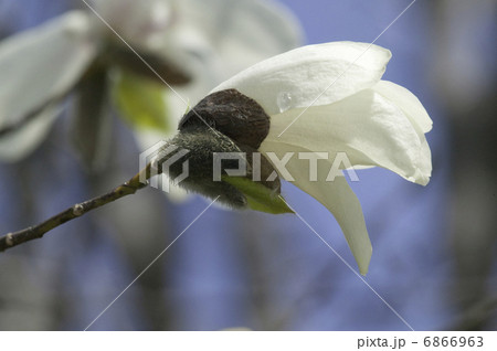 こぶしの花 6866963