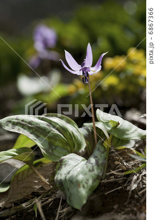 カタクリの花 カタクリの花 6867366