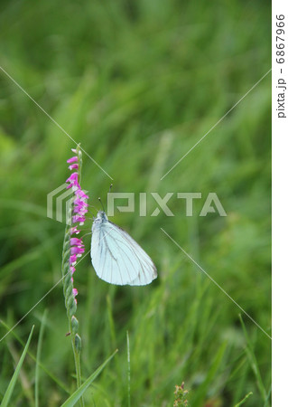 ねじり草 ねじり草 6867966