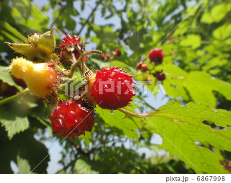 木苺 木苺 6867998