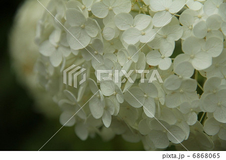 アジサイ 6868065