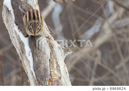 冬のシマリス 6868624