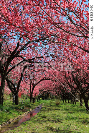 古河総合公園 花桃のトンネル-古河鴻巣にて 古河総合公園 花桃のトンネル-古河鴻巣にて 6868940