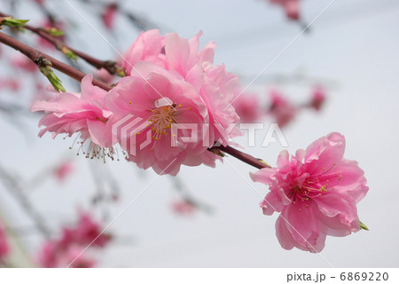 ピンクの枝垂れ桃 6869220