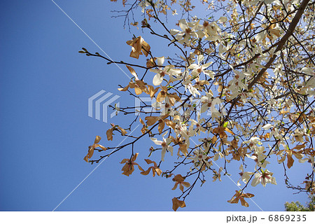 盛りが過ぎたコブシの花 6869235