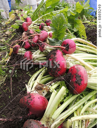 赤かぶの収穫 6869249
