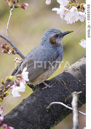 ヒヨドリ 6869598