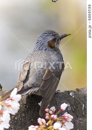 ヒヨドリ 6869599