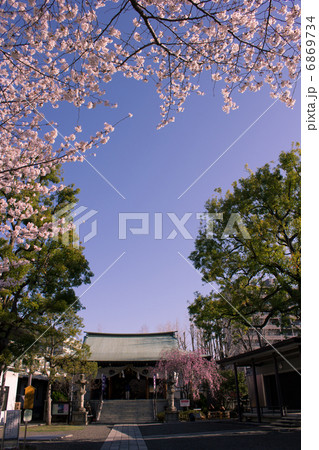亀戸香取神社と桜 6869734