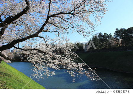 千鳥ヶ淵公園にて 6869878