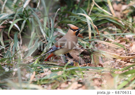 ヒレンジャク 6870631