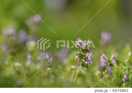 ホトケノザ 6870861