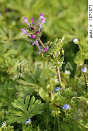 ホトケノザとオオイヌノフグリ ホトケノザとオオイヌノフグリ 6870875