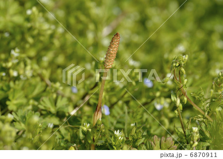 ツクシとオオイヌノフグリ 6870911