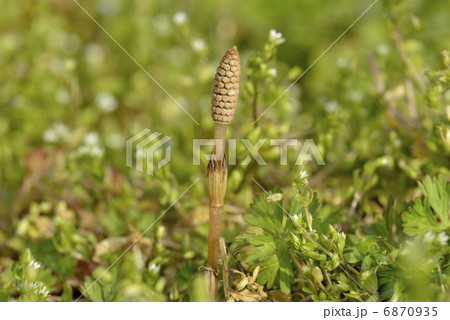 つくしとハコベ 6870935